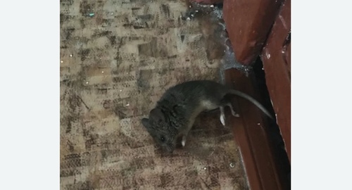 Дезинфекция от мышей в Лесозаводске